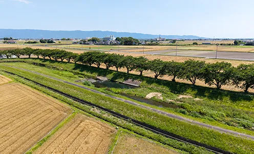 草場川の桜並木写真
